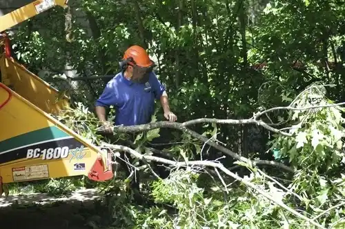 tree services Sea Breeze